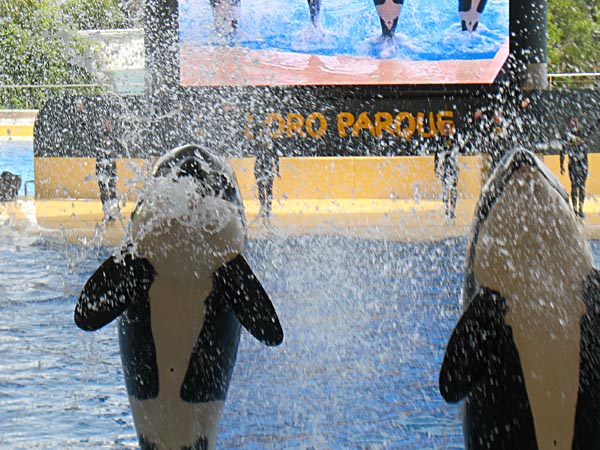 Teneriffa_Loroparque Orcas